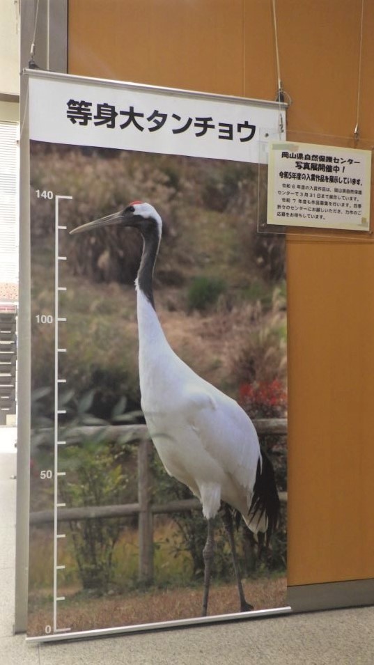 展示画像『第１６回岡山県自然保護センター写真コンテスト」⼊賞作品』
