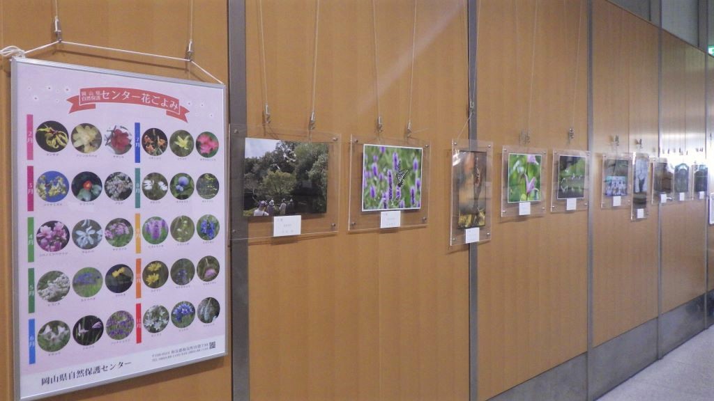 展示画像『第１６回岡山県自然保護センター写真コンテスト」⼊賞作品』